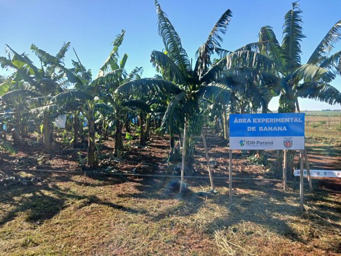 Fruticultores conhecem novas variedades de frutíferas em Cambará