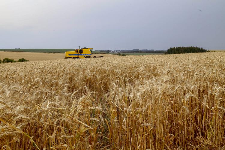 Boletim do Deral aponta efeitos das chuvas sobre trigo e destaca avanço nas exportações de frango