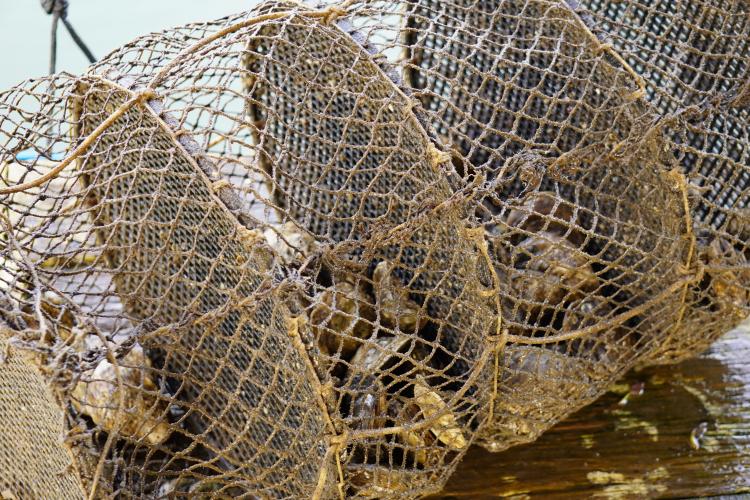 Adapar suspende retirada de ostras em Guaratuba por nível de ficotoxinas acima do limite