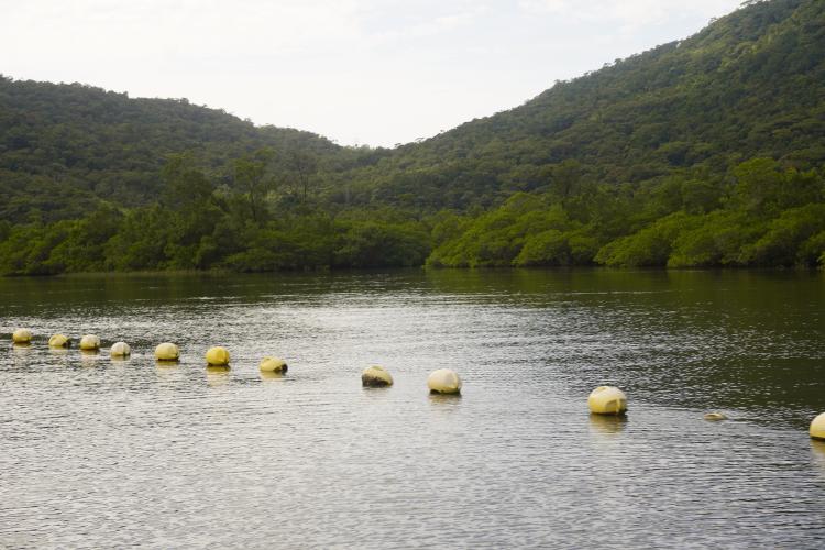 Adapar suspende retirada de ostras em Guaratuba por nível de ficotoxinas acima do limite