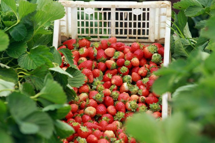 Morango orgânico produzido no solo é alternativa de renda para pequenas propriedades no Noroeste