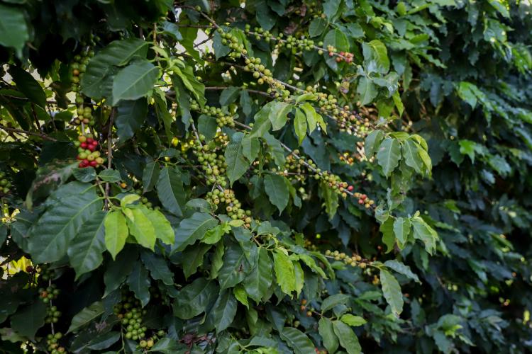 Café mais barato na prateleira e soja em alta nas exportações, mostra boletim do Deral