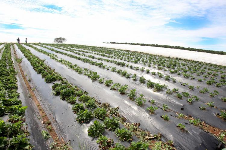 Morango orgânico produzido no solo é alternativa de renda para pequenas propriedades no Noroeste