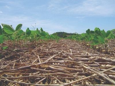 Plantio direto: tecnologia que nasceu no Paraná ajuda a produzir mais e preservar o meio ambiente