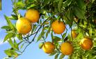 laranja