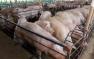 Exportações e consumo interno impulsionam alta nos preços dos suínos no Paraná