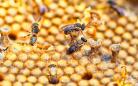Maior produtor de mel no País, Paraná terá seminário de meliponicultura em Prudentópolis