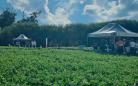  Novidades do cultivo e tecnologias serão apresentados no Dia de Campo Feijão Paraná 