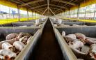  21,3 mil toneladas: exportações paranaenses de suínos têm melhor resultado para março 