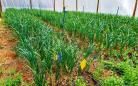 Com avanço da área cultivada, Noroeste fortalece produção de alho no Paraná