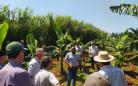 Fruticultores conhecem novas variedades de frutíferas em Cambará
