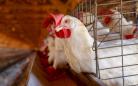 SEAGRI marca presença na AveSui, uma das maiores feiras da proteína animal da América Latina