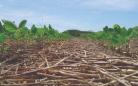 Plantio direto: tecnologia que nasceu no Paraná ajuda a produzir mais e preservar o meio ambiente