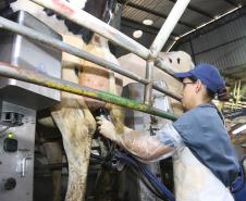 Paraná é o segundo maior produtor de leite do Brasil