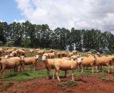 Adapar prorroga prazo para cadastro de animais