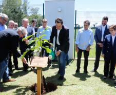 Ministério da Agricultura fortalece Paraná no mercado de carne suína