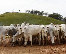 Paraná e Santa Catarina vão fortalecer defesa agropecuária