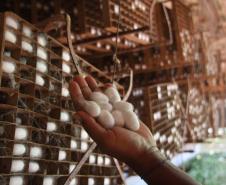 Expansão da produção de seda no Paraná