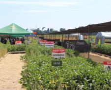 Dia de campo mostra novidades tecnológicas para o agronegócio