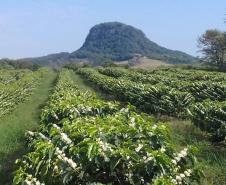 Café especial paranaense é premiado em concurso nacional 