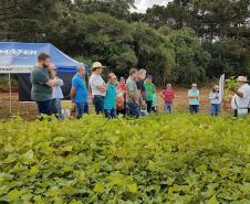 Semana de Campo reúne produtores de feijão e milho