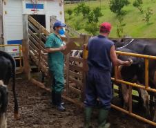 Adapar mantém ritmo para garantir status sanitário e alimentos