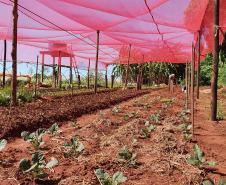 Investimento qualificado gera frutos para agricultores familiares