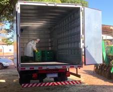 Agricultores adotam medidas de segurança