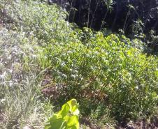 Tecnologia ajuda agricultura familiar a manter a venda de produtos