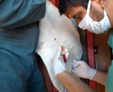 Adapar inicia inquérito epidemiológico da febre aftosa