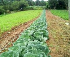 Projeto incrementa cadeia de hortifrútis e aumenta a renda de agricultores