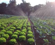 Projeto incrementa cadeia de hortifrútis e aumenta a renda de agricultores