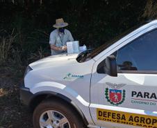 Ações de defesa vegetal garantem segurança alimentar na pandemia