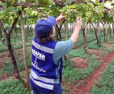 Ações de defesa vegetal garantem segurança alimentar na pandemia