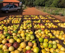 Fruticultura do Paraná ganha força com apoio do Estado
