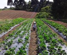 Araucária - Associação de Agricultores Familiares Capoeira Grande