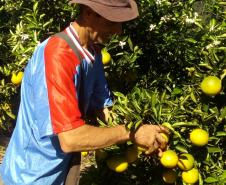 Apucarana e Arapongas - Cras, asilos e hospitais - Cooperativa dos Cafeicultores de Pirapó (Coocapi)