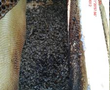 Mau uso de agrotóxico dizima abelhas de 40 caixas em Turvo