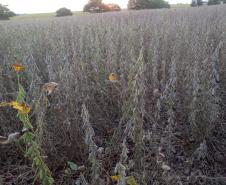 Programa Trator Solidário fortalece agricultura familiar na região Oeste