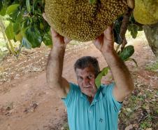 Alternativa para alimentação, jaca ganha espaço no agronegócio paranaense