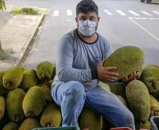 Alternativa para alimentação, jaca ganha espaço no agronegócio paranaense