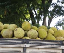 Alternativa para alimentação, jaca ganha espaço no agronegócio paranaense