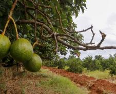 https://www.agricultura.pr.gov.br/Noticia/Abacate-conquista-o-lugar-do-cafe-no-Vale-do-Ivai-e-no-Norte-do-Parana