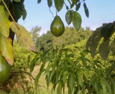 https://www.agricultura.pr.gov.br/Noticia/Abacate-conquista-o-lugar-do-cafe-no-Vale-do-Ivai-e-no-Norte-do-Parana