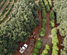 Abacate conquista o lugar do café no Vale do Ivaí e no Norte do Paraná