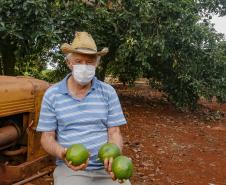 Abacate conquista o lugar do café no Vale do Ivaí e no Norte do Paraná