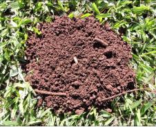 Estrutura granular de horizonte A de Latossolo Vermelho em floresta nativa.