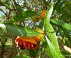 Tabernaemontana catharinensis