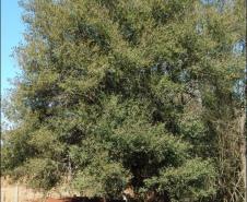 Cordia americana