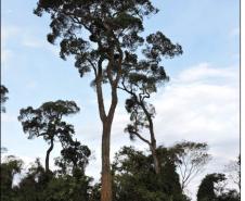 Indivíduos de peroba-rosa em capão remanescente de floresta.